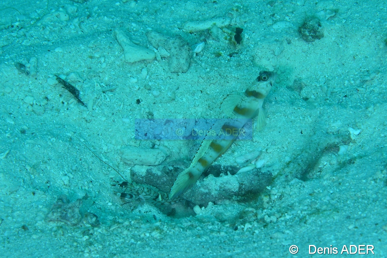 Alpheus bellulus-Amblyeleotris steinitzi gobie de Steinitz Liwutonkidi Jetty beach-13m-20180604-Denis-ADER-DSC_4114_tn.jpg